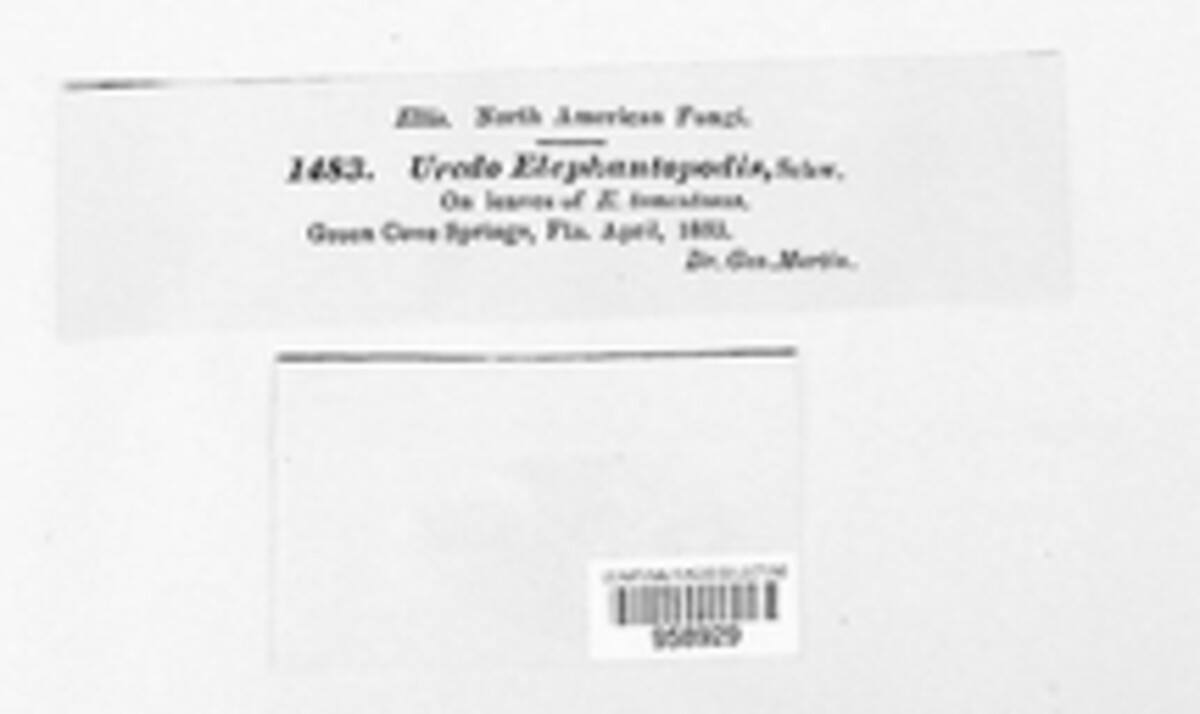 Puccinia elephantopodis image